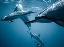 欧冠比赛投注-申花董事长:今年压力有些早 有些大,这是申花重生的代价